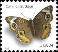 2006  US  Common  Buckeye  Butterfly  Stamps