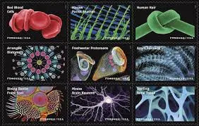 USPS 2023 Life Magnified Forever Stamp